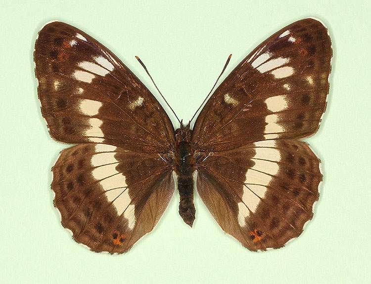 Limenitis camilla (aberrant form rufoannulata) (Internet Image property of respective owner, non-commercial use only)